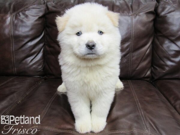 Chow Chow Puppy Cream ID 26275 Located at Petland Frisco Texas
