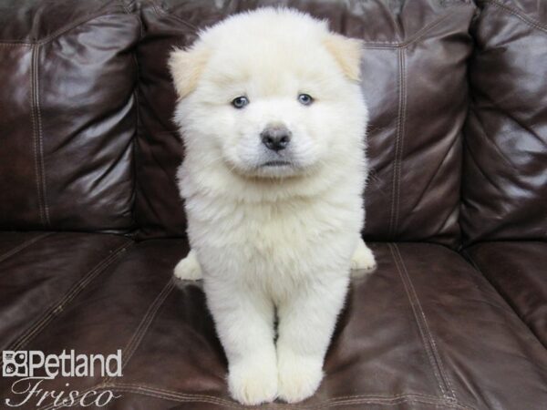 Chow Chow DOG Male Cream 26275 Petland Frisco, Texas