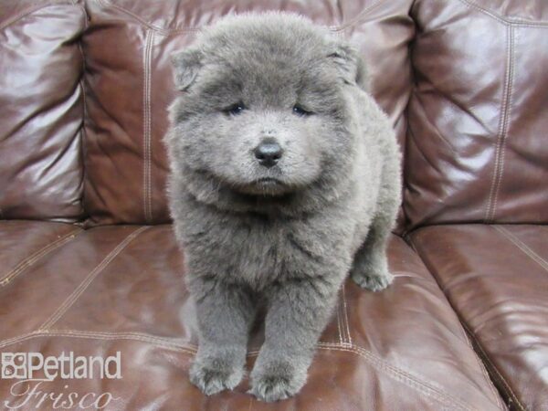 Chow Chow DOG Female Blue 26276 Petland Frisco, Texas