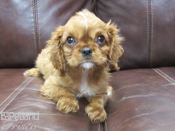 Cavalier King Charles Spaniel-DOG-Male-Ruby-26277-Petland Frisco & Mckinney, Texas