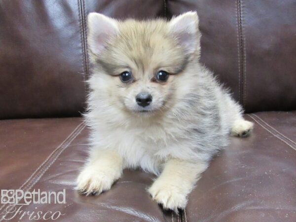 Pomeranian-DOG-Male-Blue Merle-26279-Petland Frisco, Texas