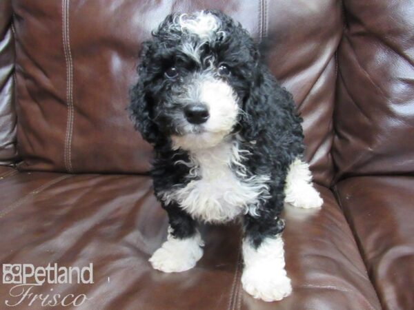 F1B Mini Goldendoodle DOG Male Black and White 26315 Petland Frisco, Texas