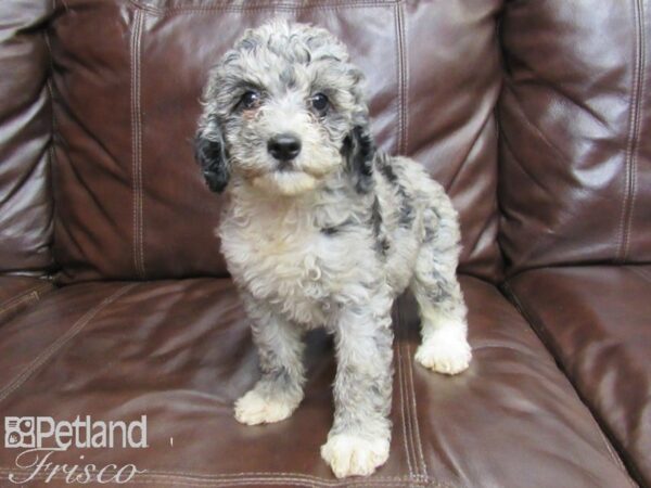 F1B Mini Goldendoodle-DOG-Female-Blue Merle-26313-Petland Frisco & Mckinney, Texas