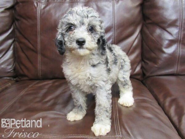 F1B Mini Goldendoodle-DOG-Female-Blue Merle-26313-Petland Frisco, Texas