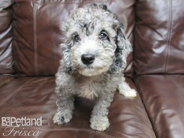 F1B Mini Goldendoodle DOG Male Blue Merle 26312 Petland Frisco, Texas