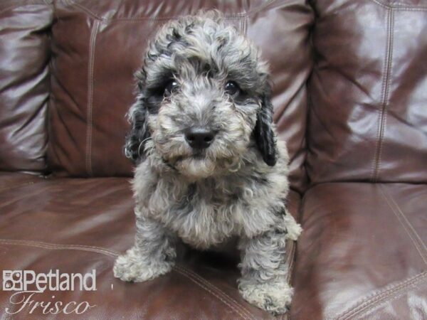 F1B Mini Goldendoodle DOG Male Blue Merle 26310 Petland Frisco, Texas