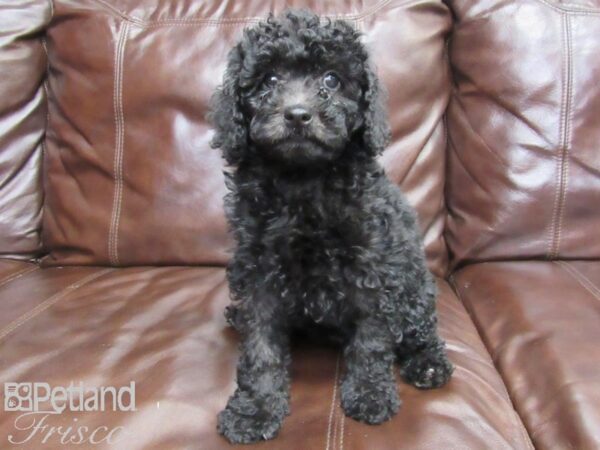 F1B Mini Goldendoodle-DOG-Female-Black-26311-Petland Frisco & Mckinney, Texas