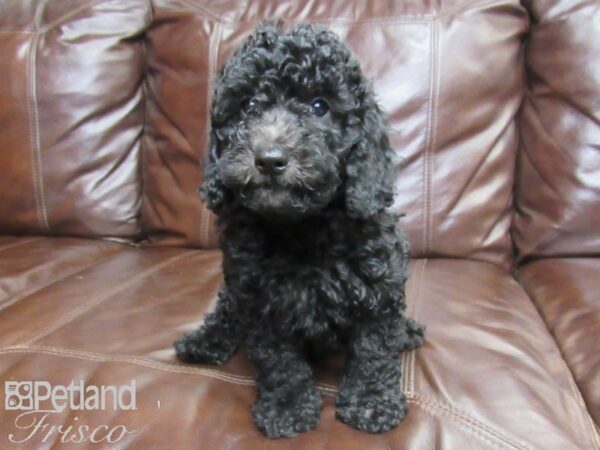 F1B Mini Goldendoodle DOG Male Black 26309 Petland Frisco, Texas