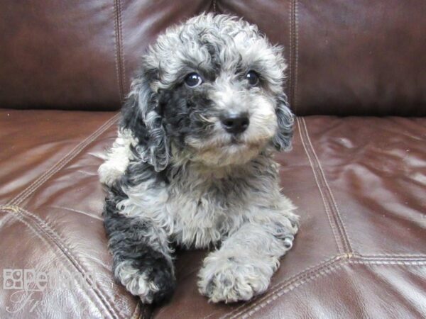 F1B Mini Goldendoodle-DOG-Female-Blue Merle-26308-Petland Frisco, Texas