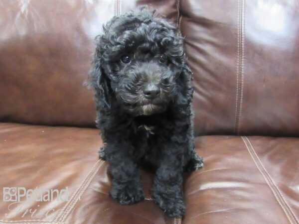 F1B Mini Goldendoodle DOG Male Black 26307 Petland Frisco, Texas