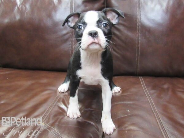 Boston Terrier-DOG-Female-BLK WHITE-26304-Petland Frisco & Mckinney, Texas