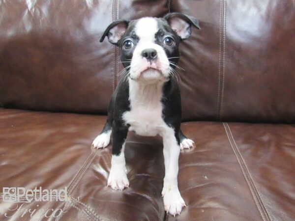 Boston Terrier DOG Female BLK WHITE 26304 Petland Frisco, Texas