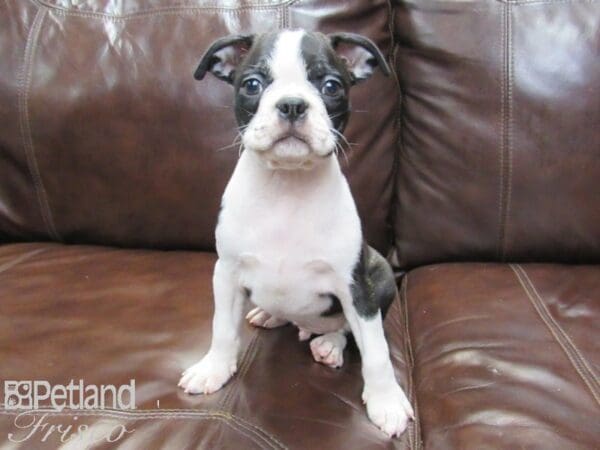 Boston Terrier-DOG-Male-BLK WHITE-26305-Petland Frisco, Texas