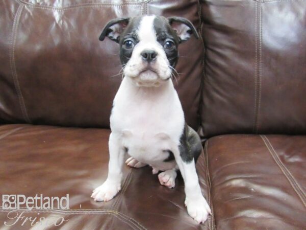 Boston Terrier DOG Male BLK WHITE 26305 Petland Frisco, Texas