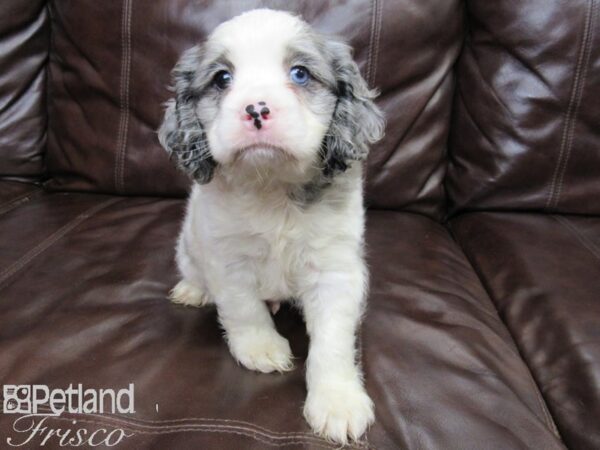 Cocker Spaniel DOG Male BLUE MERLE 26303 Petland Frisco, Texas