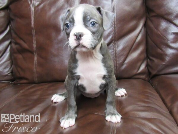Boston Terrier-DOG-Male-BLUE WHITE-26302-Petland Frisco & Mckinney, Texas