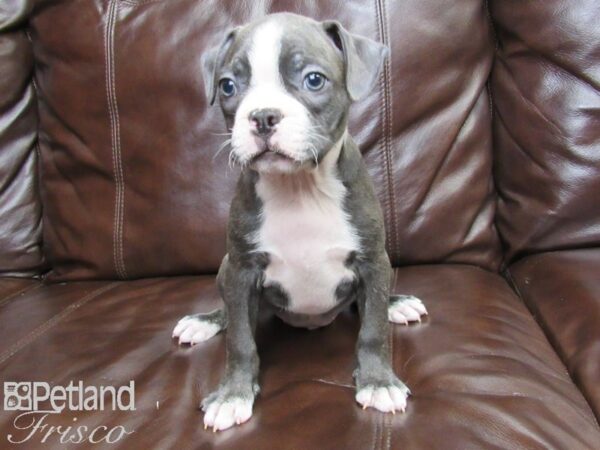 Boston Terrier DOG Male BLUE WHITE 26302 Petland Frisco, Texas