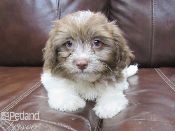 Havanese-DOG-Male-CHOC WHITE-26301-Petland Frisco & Mckinney, Texas