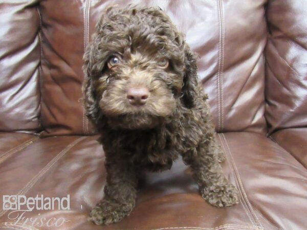 Cockadoodle-DOG-Male-CHOC-26300-Petland Frisco & Mckinney, Texas