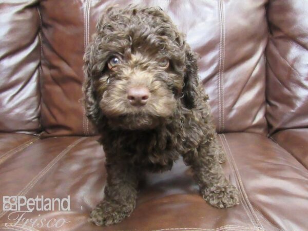 Cockadoodle DOG Male CHOC 26300 Petland Frisco, Texas