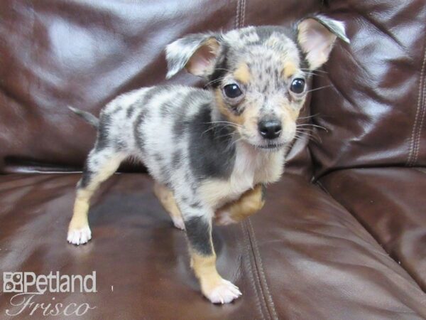 Chihuahua-DOG-Male-BLUE MERLE-26299-Petland Frisco, Texas