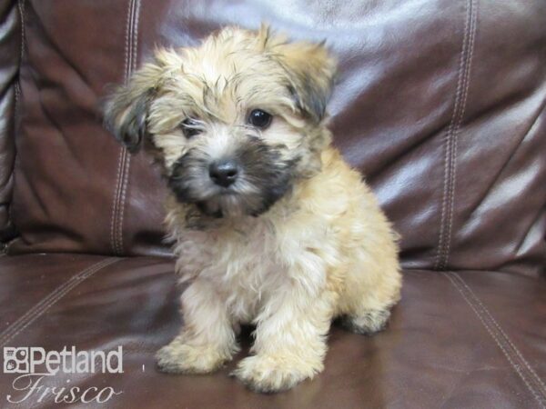 Yorkie Poo DOG Female BEIGE 26298 Petland Frisco, Texas