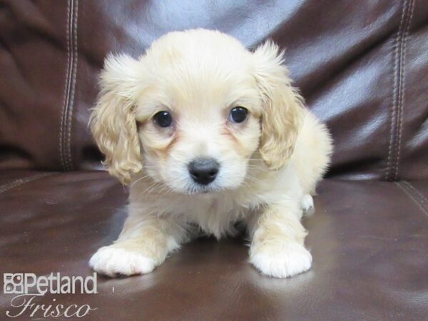 Cava Chon DOG Male BLENHEIM 26297 Petland Frisco, Texas