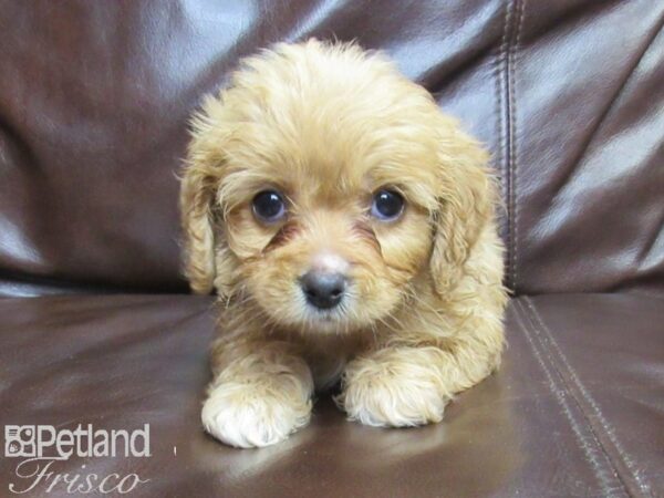 Cava Chon DOG Female BLENHEIM 26296 Petland Frisco, Texas