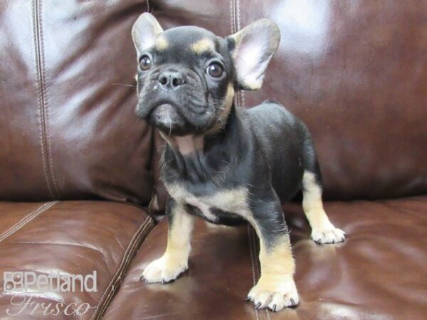 French Bulldog DOG Male BLK TAN 26295 Petland Frisco, Texas