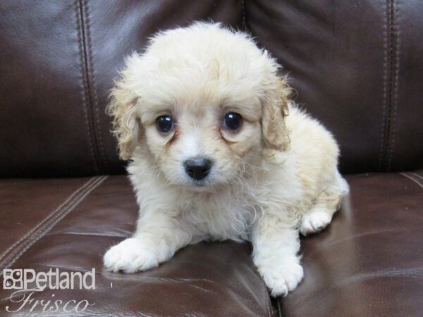 Cava Chon DOG Female BLENHEIM 26293 Petland Frisco, Texas