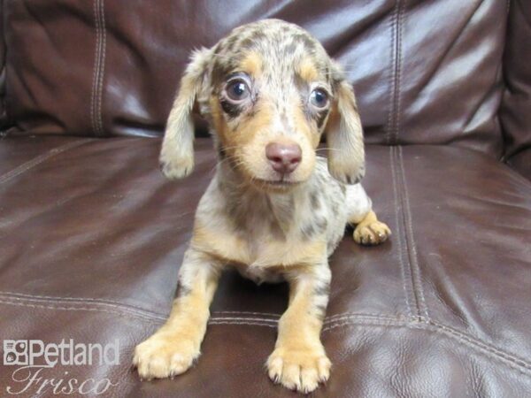 Dachshund DOG Male DAPPLE 26292 Petland Frisco, Texas