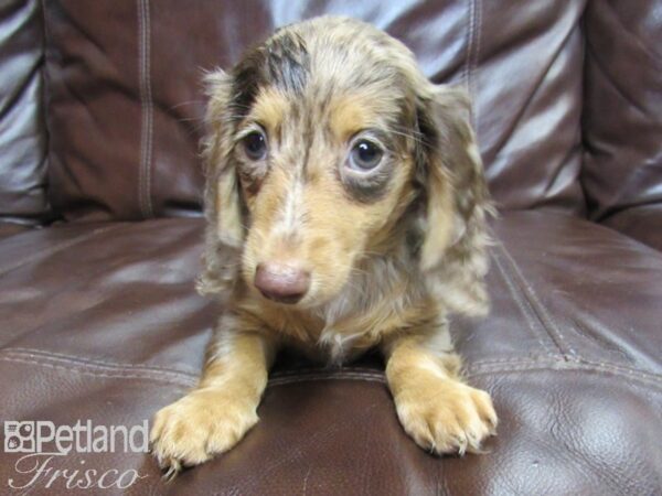 Dachshund DOG Female DAPPLE 26291 Petland Frisco, Texas