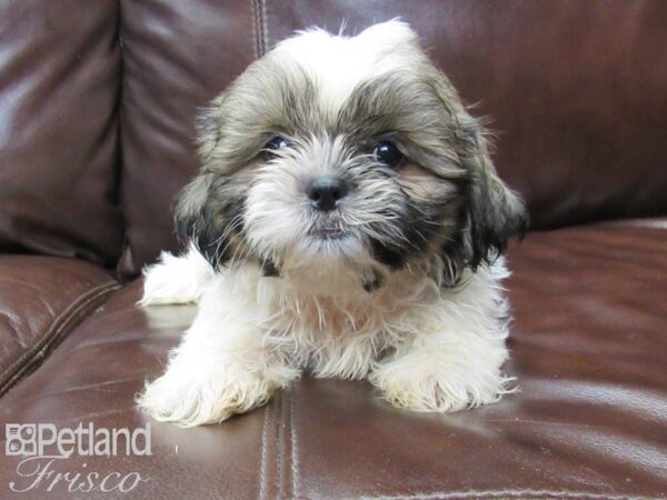 Shih Tzu-DOG-Male-brown white-26290-Petland Frisco & Mckinney, Texas