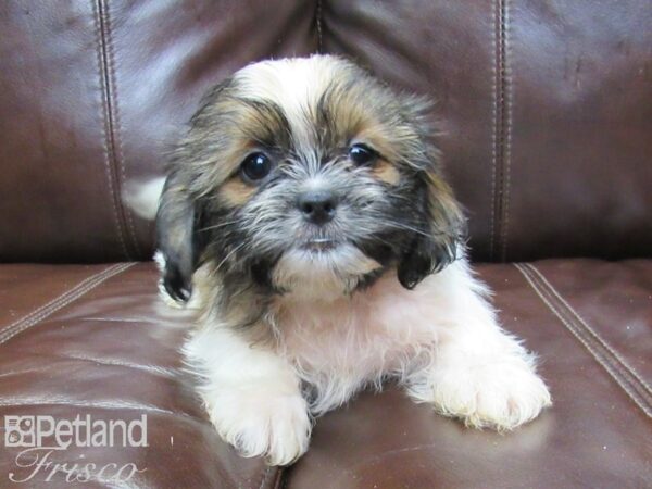 Shih Tzu-DOG-Female-brown white-26289-Petland Frisco & Mckinney, Texas