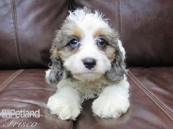 Cava Poo-DOG-Male-MERLE PARTI-26288-Petland Frisco & Mckinney, Texas