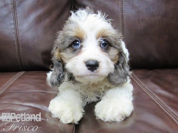 Cava Poo-DOG-Male-MERLE PARTI-26288-Petland Frisco, Texas