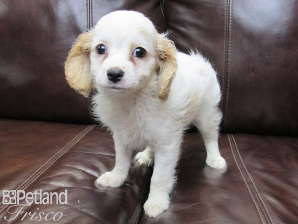 Cava Poo DOG Male RED WHITE 26287 Petland Frisco, Texas