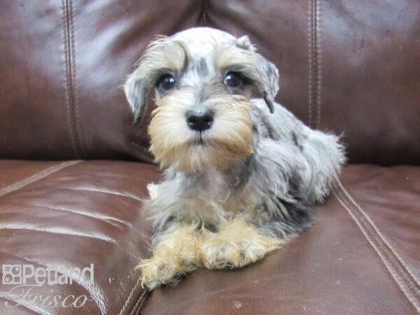 Mini Schnauzer DOG Female BLUE MERLE 26285 Petland Frisco, Texas