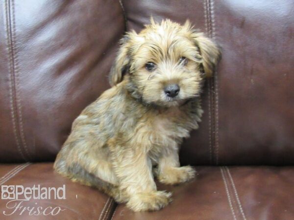 Morkie-DOG-Male-biege-26284-Petland Frisco, Texas