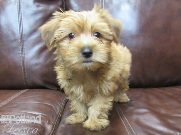 Morkie-DOG-Male-biege-26283-Petland Frisco & Mckinney, Texas