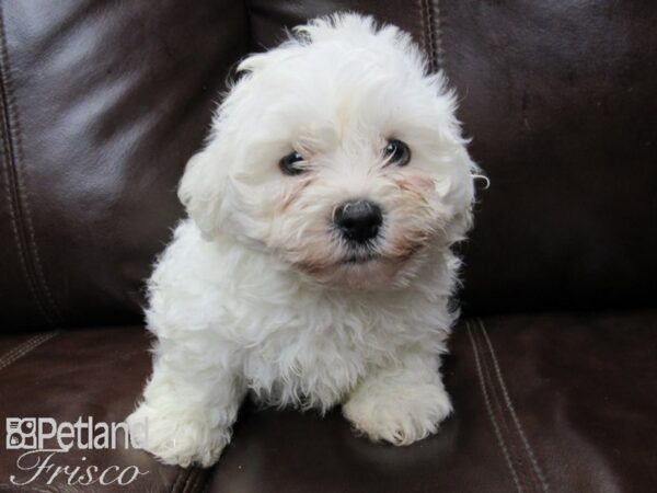 Bichon Frise DOG Male WHITE 26282 Petland Frisco, Texas