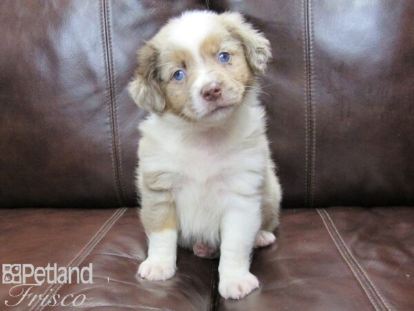 Miniature Australian Shepherd-DOG-Female-RED MERLE-26280-Petland Frisco & Mckinney, Texas