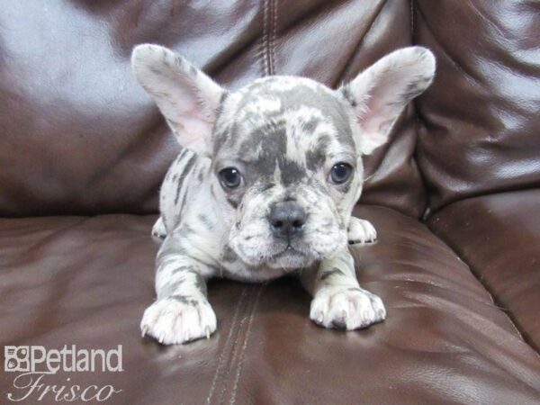 French Bulldog-DOG-Female-LILAC MERLE-26357-Petland Frisco, Texas