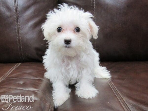 Maltese-DOG-Female-White-26274-Petland Frisco, Texas