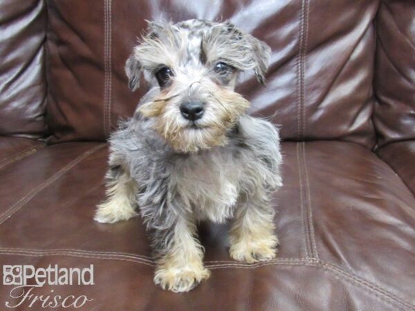 Mini Schnauzer DOG Male BLUE MERLE 26286 Petland Frisco, Texas