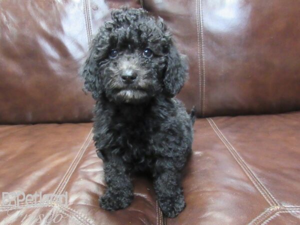 F1B Mini Goldendoodle-DOG-Female-Black-26314-Petland Frisco, Texas