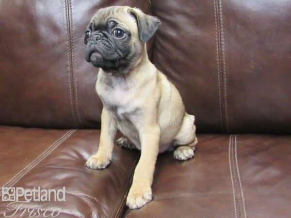 Pug-DOG-Male-Fawn-26316-Petland Frisco, Texas