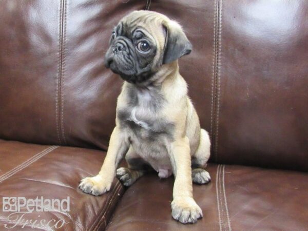 Pug-DOG-Male-Fawn-26317-Petland Frisco & Mckinney, Texas