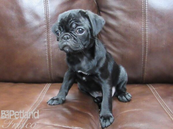 Pug-DOG-Female-Black-26318-Petland Frisco, Texas