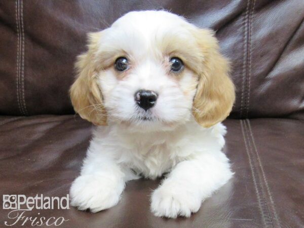 Cavanese-DOG-Male-Blenheim-26319-Petland Frisco, Texas